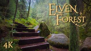 Misty Stroll Into a Hidden Realm 🧝‍♀️🕯️ | Enchanted Forest Walk in Ireland 🍄🌲 | 4K