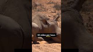 “5,000 POUNDS OF RAGE”#WhiteRhino#Lion#WildlifeDocumentary#PredatorVsPrey#SavageNature#africa