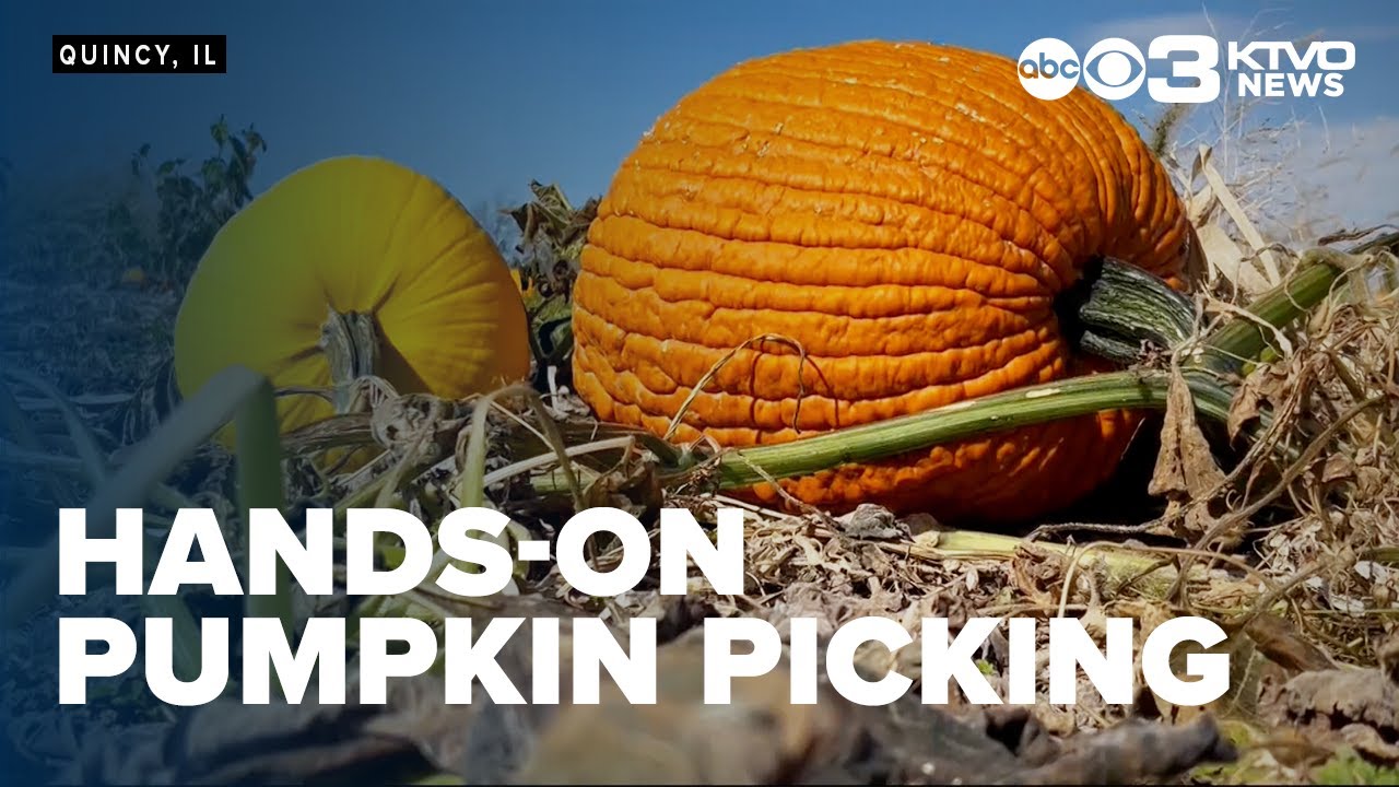 Hands-on pumpkin picking experience offered at farm near Quincy