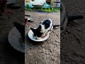 Cute Cat Funny Shorts real video viral short video Foryou short video like comment share please