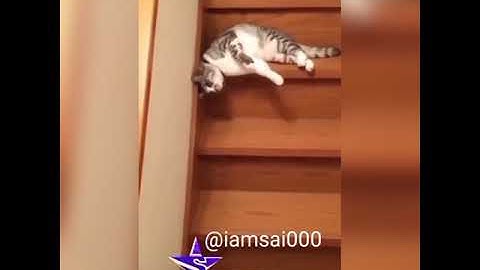 wine drinking cat get