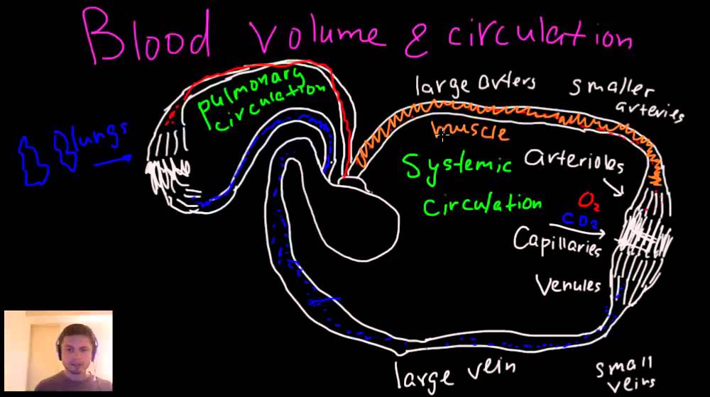 Blood Circulation Blood Volume Arteries Arterioles Capillaries Venules And Veins Youtube
