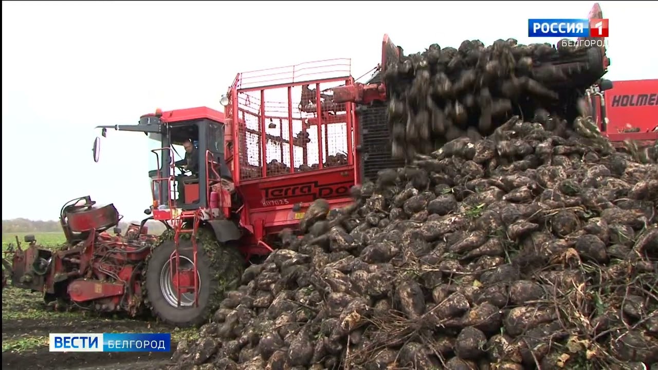 В Белгородской области собрали первый миллион тонн свеклы - YouTube