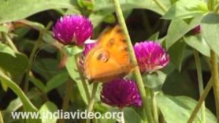 Butterfly Peacock Pansy