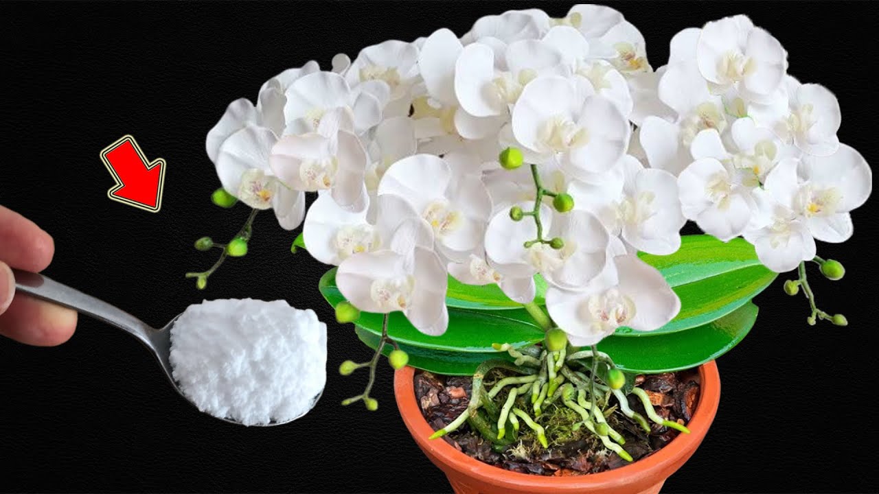 Просто посыпьте 1 ложкой! Сотни цветов растут на одной ветке орхидеи!