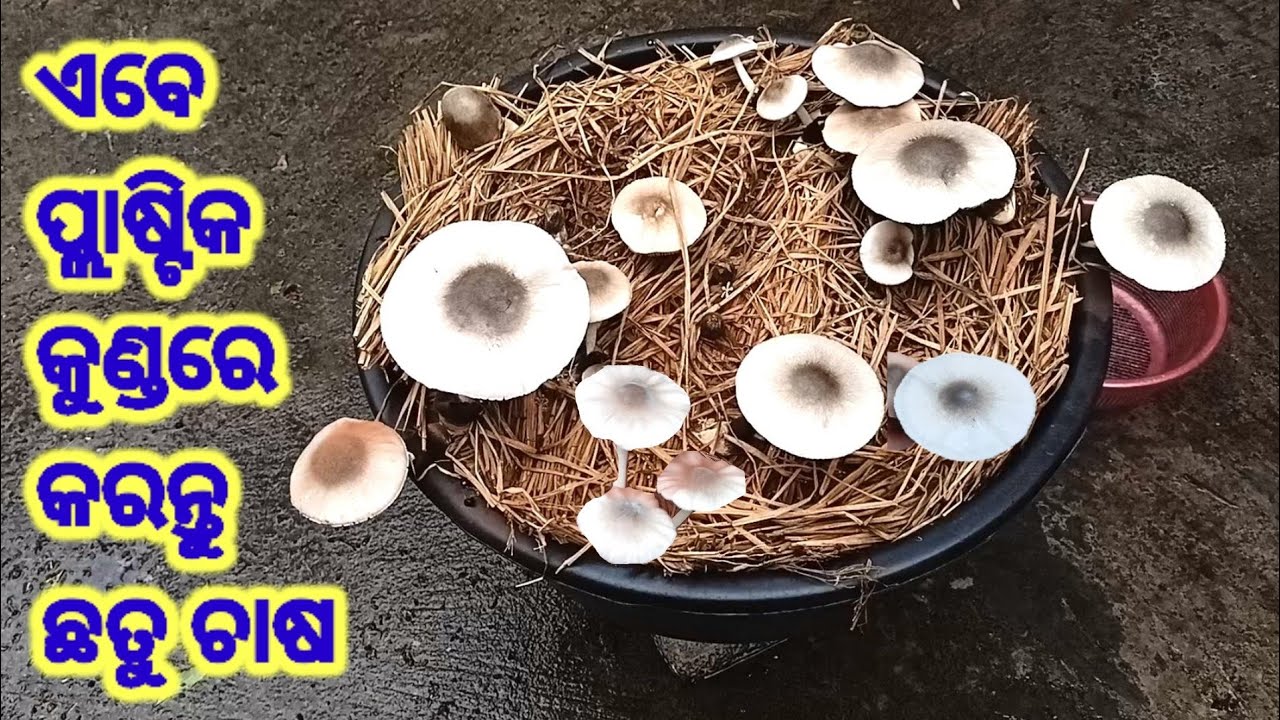 ଏବେ ଛୋଟିଆ ଜାଗାରେ କରିପାରିବେ ଛତୁ ଚାଷ। Grow mushroom in a small pot #mushroom #kutachhatu #chhatuchasa