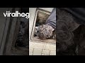 Man Rescues Ducklings That Fell Through Grate || ViralHog