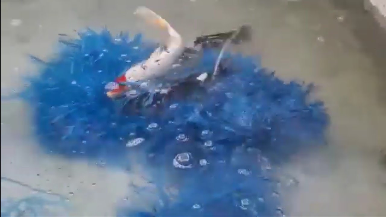 Pemijahan ikan koi - YouTube