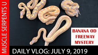 BANANA OD FREEWAY MYSTERY SOLVED: July 9 2019