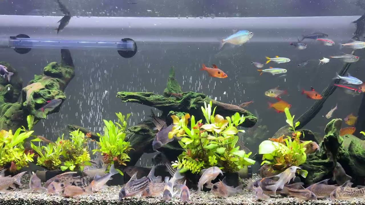 Relaxing Aquarium 1777 / 熱帯魚50種混泳水槽 アクアリウム 4K - YouTube