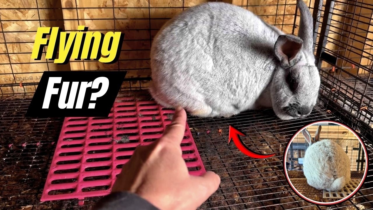 Flying Fur It’s Meat Rabbit Molting Season! - YouTube