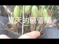 牛奶香味的腋唇蘭 如何照顧呢？ 夏天的腋唇蘭 夏天成長狀況
