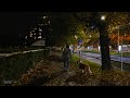 4k lonely night walk along a boulevard in melbourne  its autumn