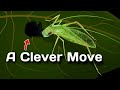 Clever tree cricket : nature documentary of a tree cricket family "Oecanthinae"