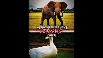 Elephant vs Duck #shorts #1v1 #edit #wisedit #animals #elephants #duck