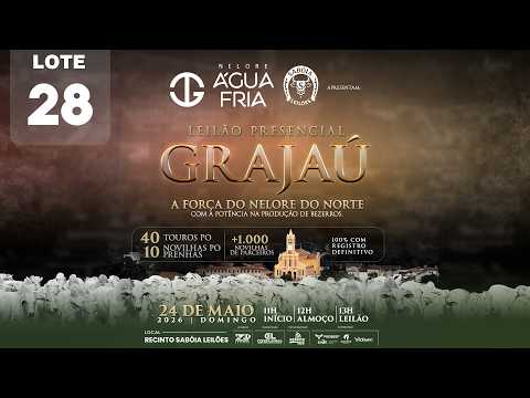 LOTE 28   JCGG 24608