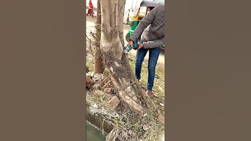 The tree plants, Info removing millions of Tree guard from Tree and save the tree #savetrees