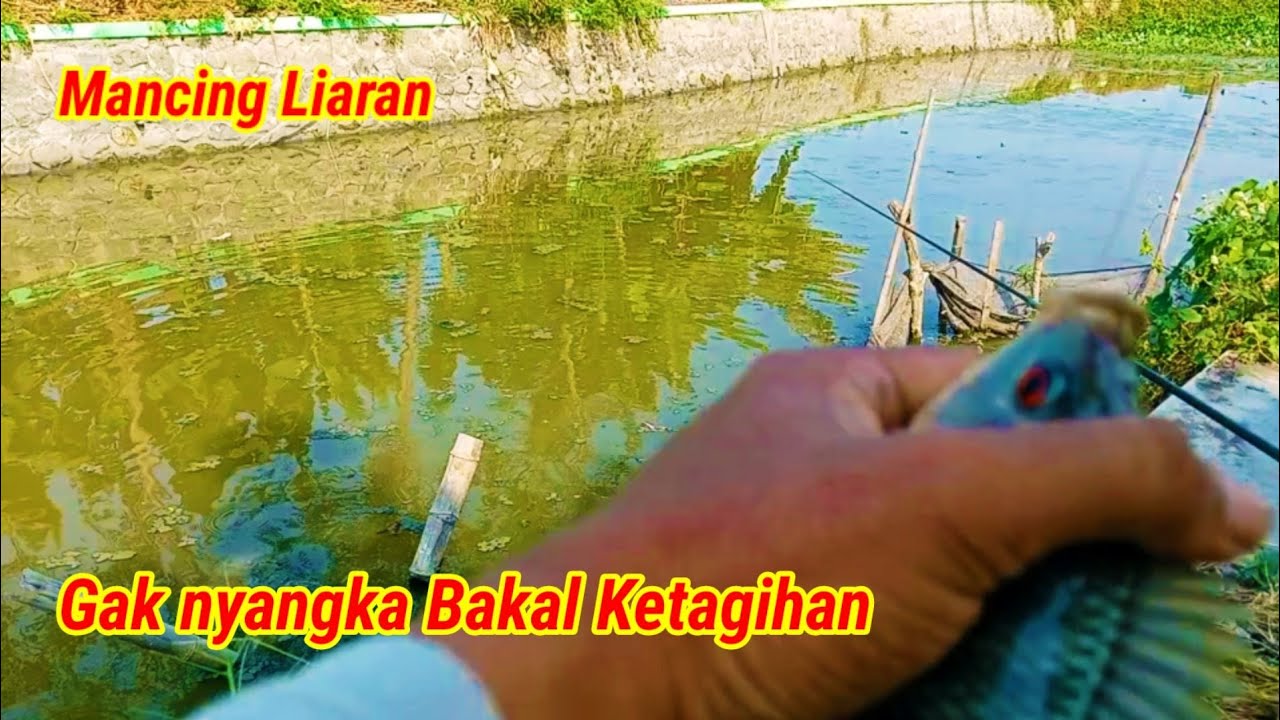 AUTO GIRANG‼️Niat coba coba malah ketagihan sungai kecil banyak nila babon || mancing nila liar