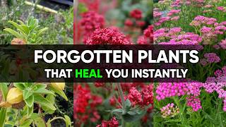 10 Ancient Medicinal Plants with Remarkable Healing Uses You Should Know!