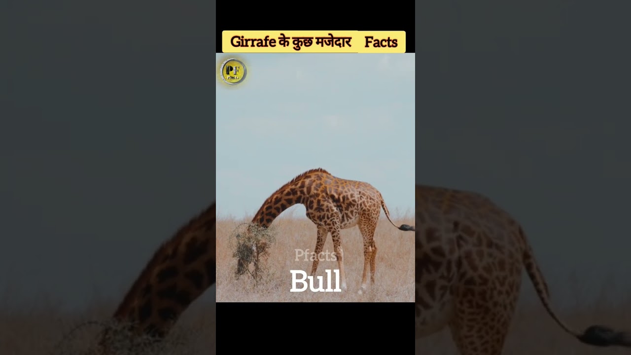 Amazing facts about girrafe 