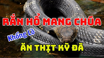 Rắn Hổ Mang Chúa Cực Độc Tấn Công, Ăn Thịt Kỳ Đà
