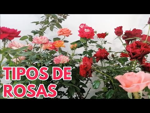 Video: Cultivo de rosas rosadas: ¿cuáles son los mejores tipos de rosales rosados?