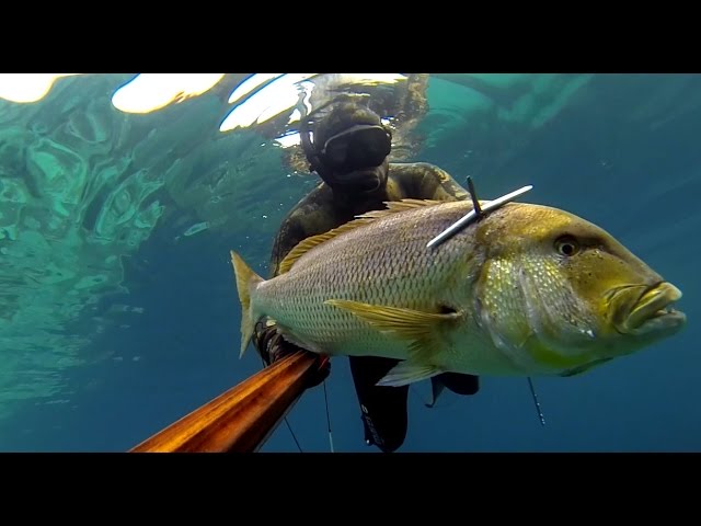 La chasse sous-marine! - Guide Spearfishing