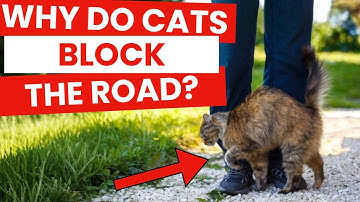 If Your Cat Blocks Your Path, This is What it Means