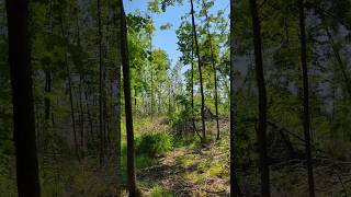 It looks like a TORNADO LEVELED this FOREST!
