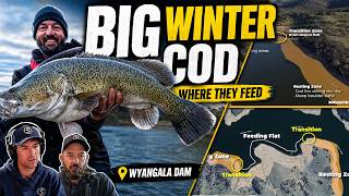 Big Murray Cod in Dams: Transition Zones & Key Feeding Areas - Social Fishing