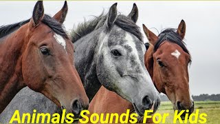 Animal Sounds | Zoo Animals | 20 Amazing Animals