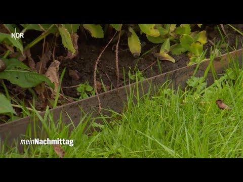 NDR Mein Nachmittag – Blumenbeete von Wegen abgrenzen