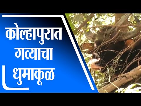 Kolhapur | कोल्हापुरातील पंचगंगा घाट परिसरात गव्याचा धुमाकूळ- tv9