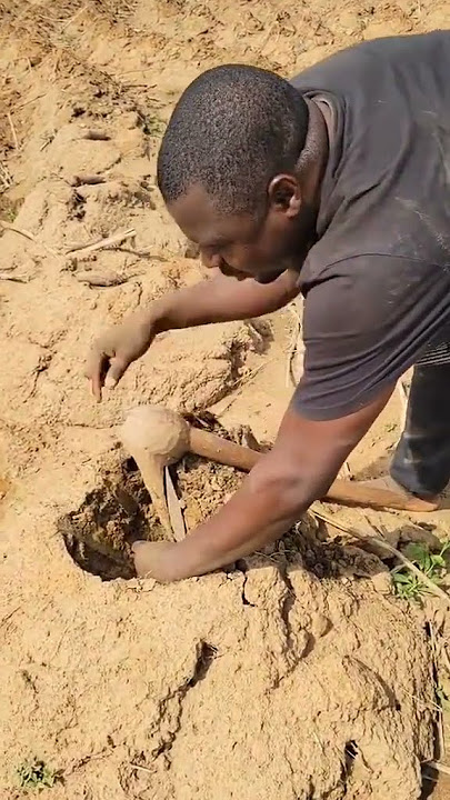 How to plant yam #food
