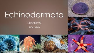 3840_Chapter 22: Echinodermata