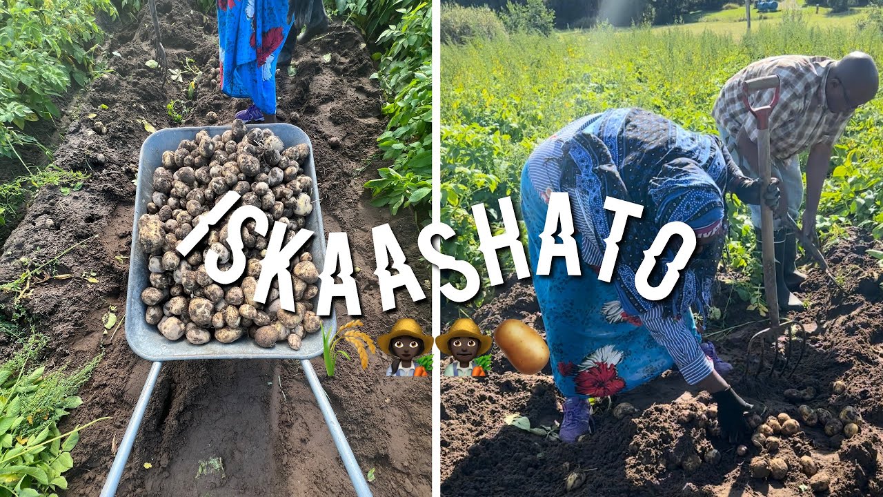 WAXAAN AAD UGA SHAQAYNAY BEERTA!