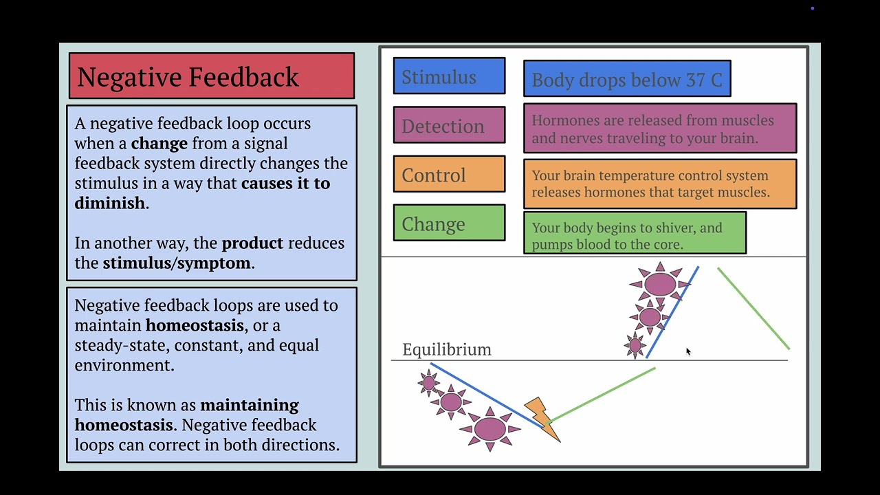 Homeostasis and Feedback Loops