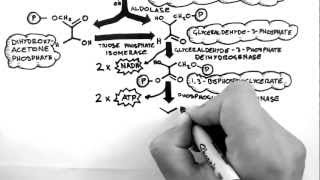 Cellular Respiration 2 - Glycolysis