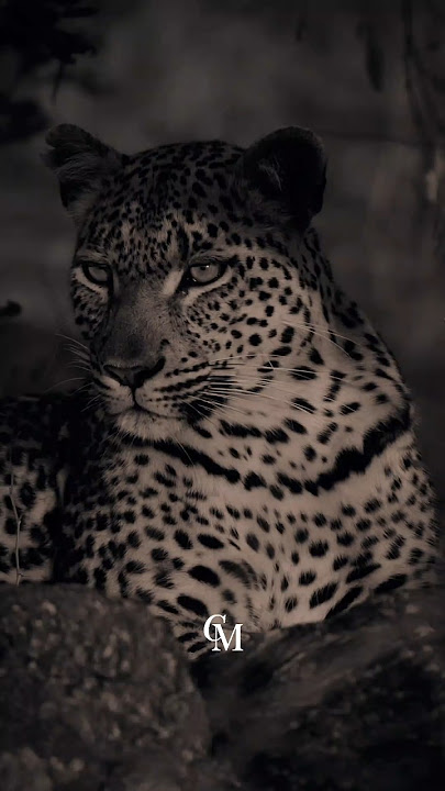 ᴡᴏʀᴋ sᴏ sɪʟᴇɴᴛʟʏ | #motivationalvideo #quotesaboutlifestatus #quote #dailymotivationalvideos #fypp