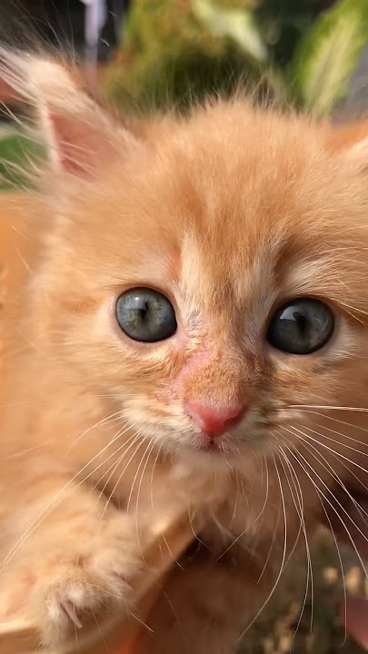 Suara kucing