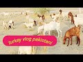 pateri goat l goat farming in sindh l pakistan lifestyle l cow farm vs goat farming