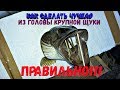 КАК СДЕЛАТЬ ЧУЧЕЛО ИЗ ГОЛОВЫ КРУПНОЙ ЩУКИ ПРАВИЛЬНО!!! КРАСИВОЕ ЧУЧЕЛО СВОИМИ РУКАМИ