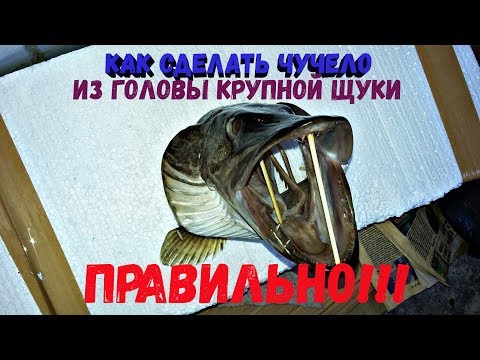 Как сделать чучело из головы щуки своими руками видео