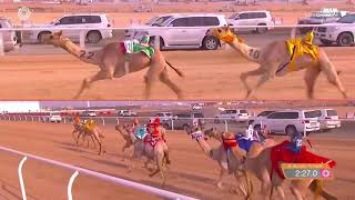 ش5 سباق المفاريد (عام) مهرجان ولي العهد بالمملكة العربية السعودية 10-8-2021ص