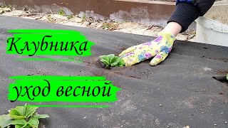 Клубника. Уход весной.