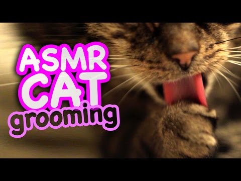 ASMR Cat - Grooming #46