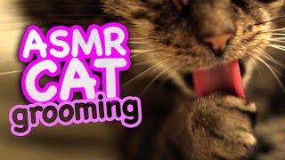 ASMR Cat - Grooming #46 by CatCloseUps 44,568 views 7 years ago 8 minutes, 11 seconds