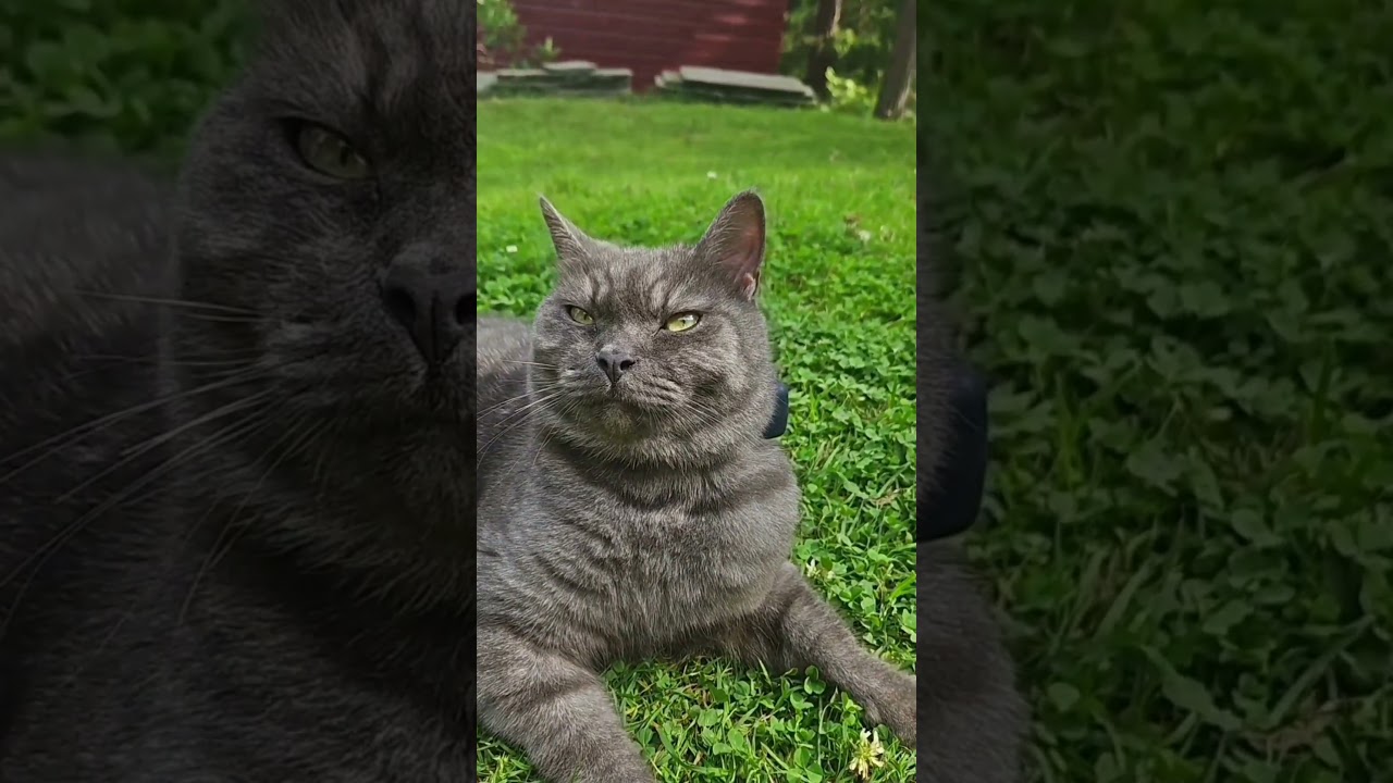 Is Ciri possessed?? 🦉🤯 