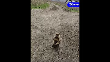 Школьник спас сурка от собак