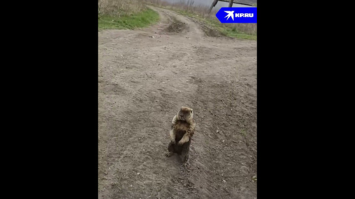Школьник спас сурка от собак